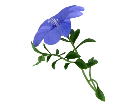 Morning glory 3D Model