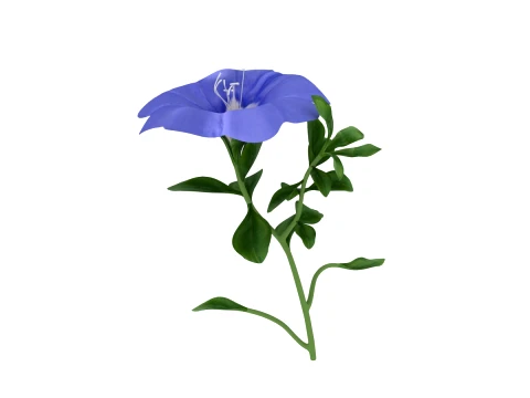 Morning glory 3D Model