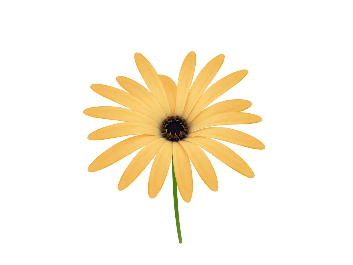 Wild chrysanthemum 3D Model .c4d .max .obj .3ds .fbx .stl .blend 