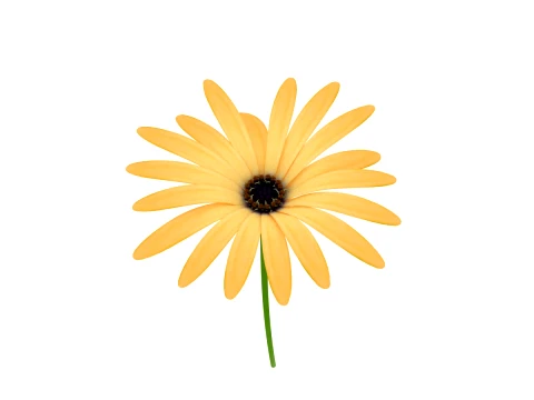 Wild chrysanthemum 3D Model
