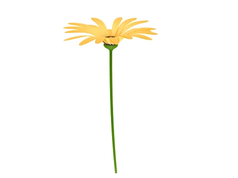 Wild chrysanthemum 3D Model