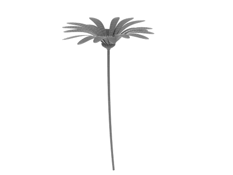 Wild chrysanthemum 3D Model