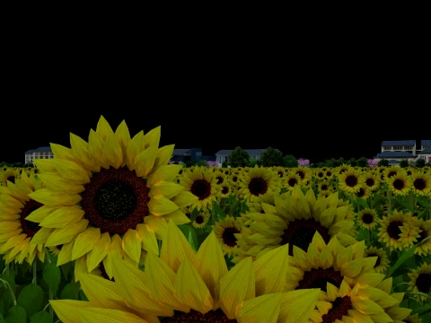 Sunflower 3D Model