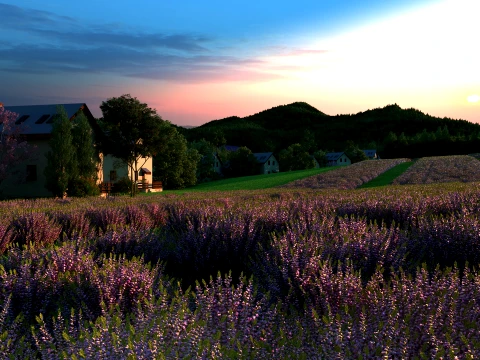 Lavender 3D Model