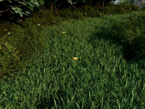 Tropical rainforest 3D Model