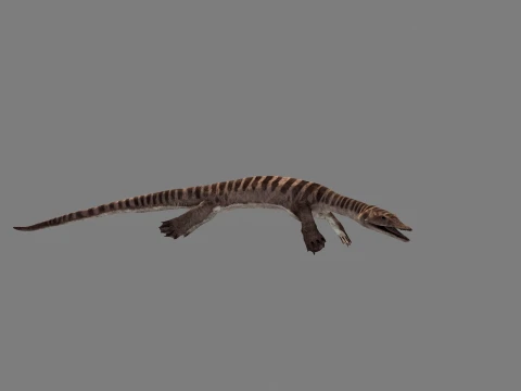 Anshun Dragon 3D 모델