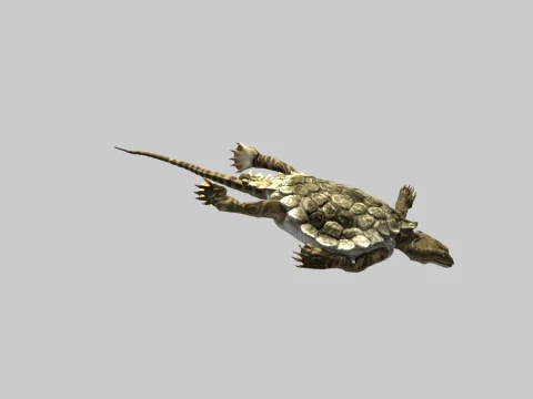 Stigmathodon 3D Model