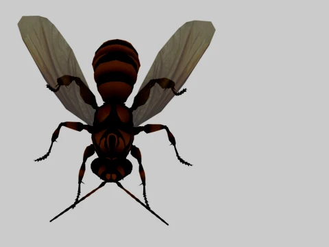 Wasp 3D Model