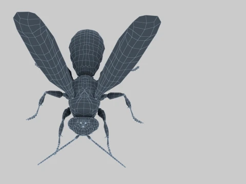 Wasp 3D Model