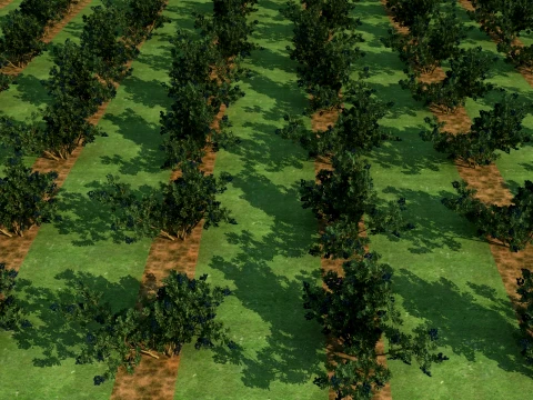 Blueberries Modèle 3D