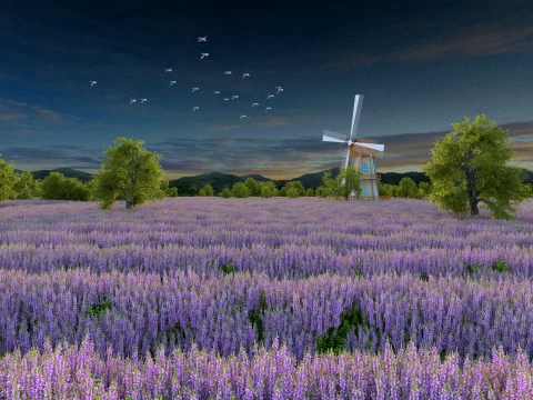 Lavender Modèle 3D