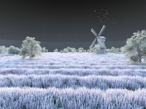Lavender 3D Model