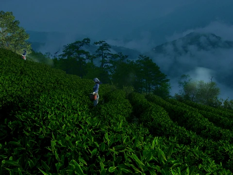 Tea Garden Modèle 3D