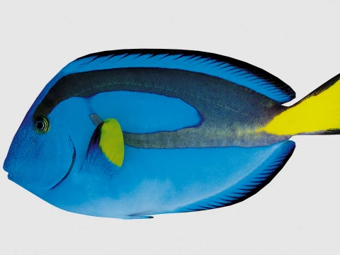 Fish 3D Model