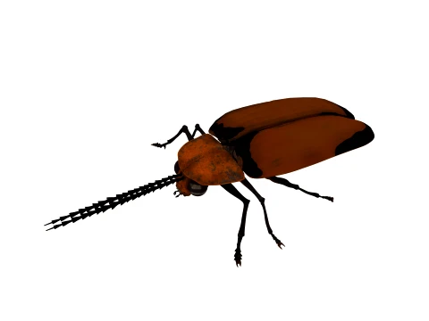 Firefly 3D Model