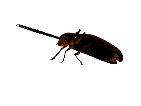Firefly 3D Model