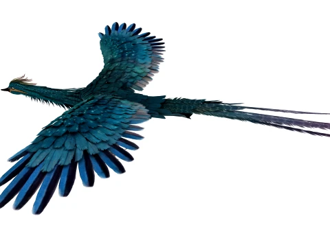 Phoenix 3D Model