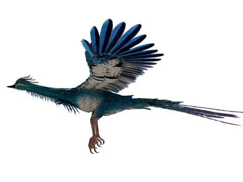 Phoenix 3D Model