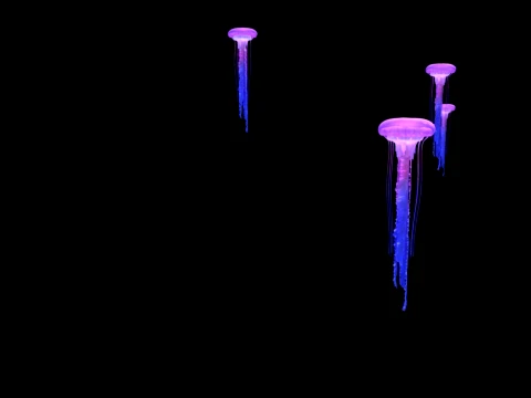 Jellyfish 3D Model