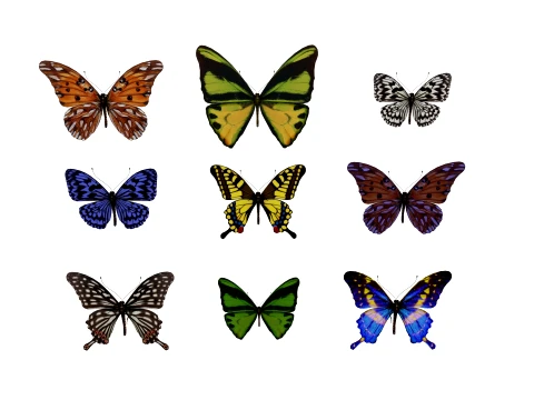 Butterfly 3D Model