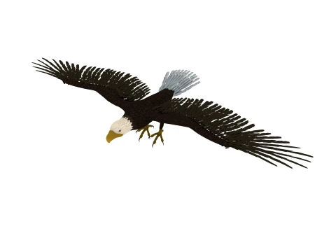 Eagle 3Dモデル