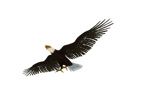 Eagle 3D Model