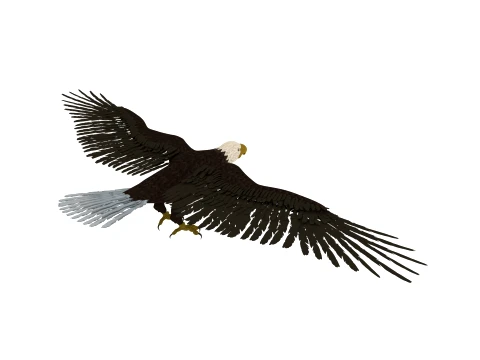 Eagle 3D Model