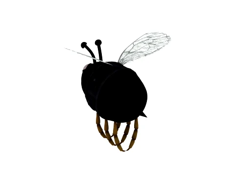 Honeybee 3D Model
