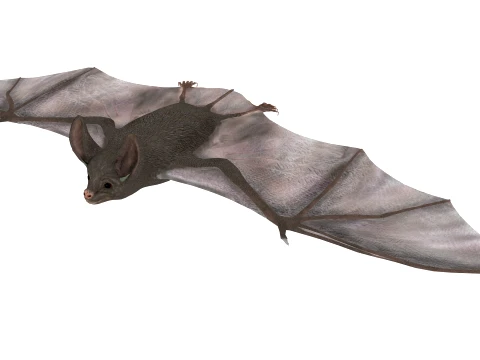 Cartoon bat 3D Model