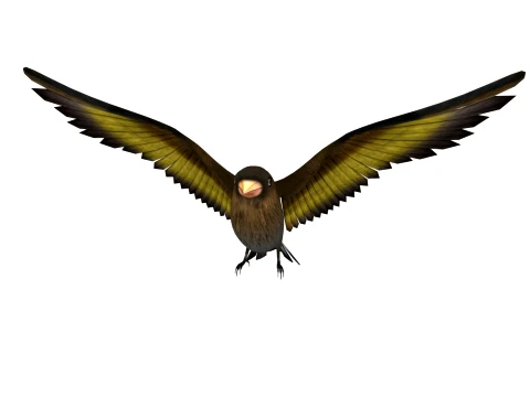 Cartoon bird 3D Model