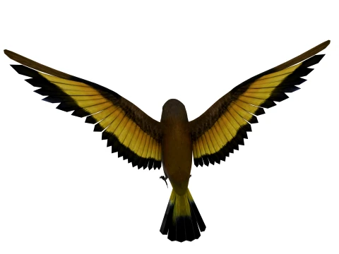 Cartoon bird 3D Model