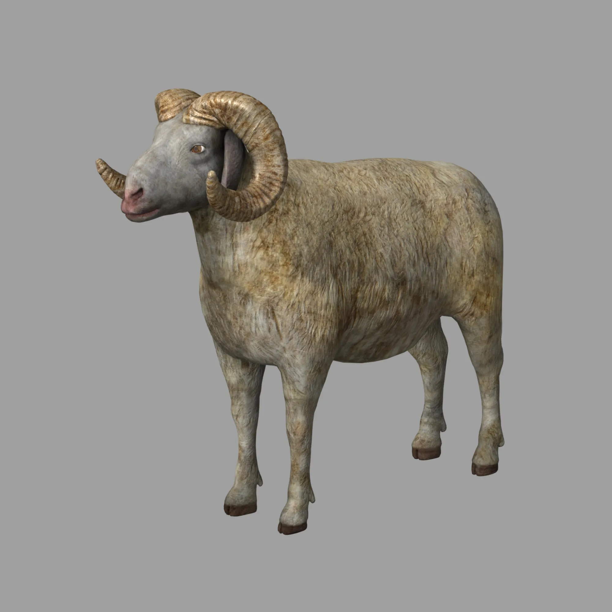 Sheep 3D Model .c4d .max .obj .3ds .fbx .stl .blend