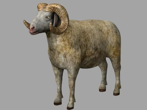 Sheep 3D Model