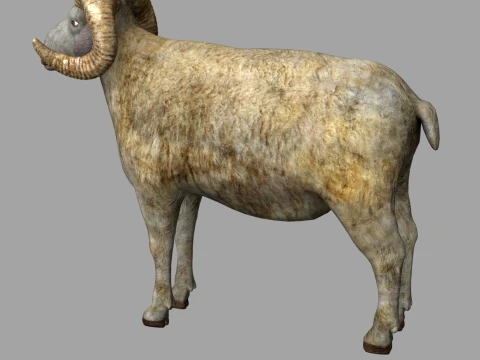 Sheep 3D Model