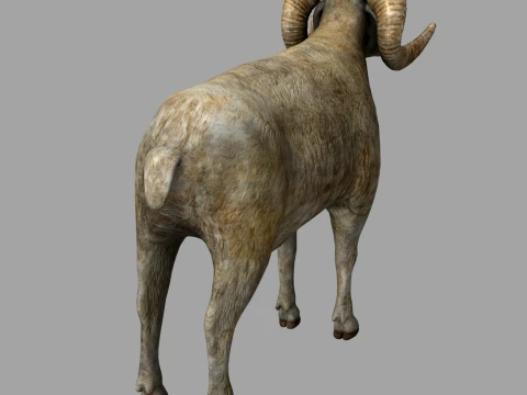Sheep 3D Model