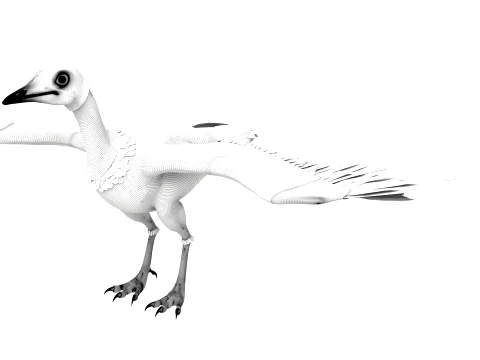 Xiaobao 3D Model