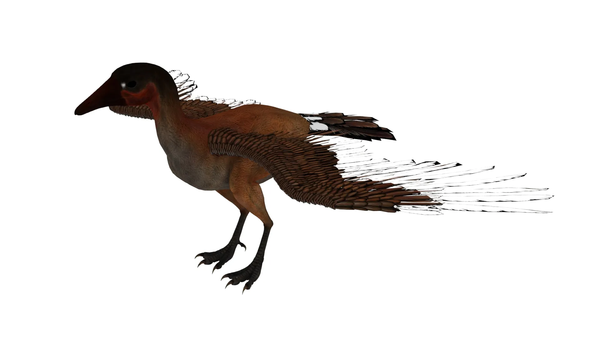 Cathayornis 3D Model .c4d .max .obj .3ds .fbx .stl .blend 