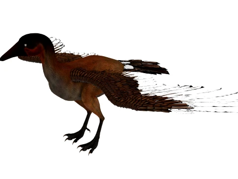Cathayornis 3D Model