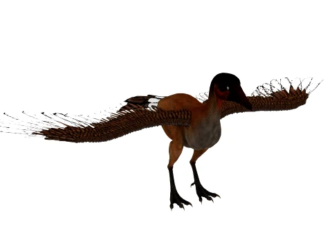 Cathayornis 3D Model