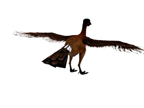 Cathayornis 3D Model