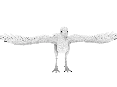 Cathayornis 3D Model