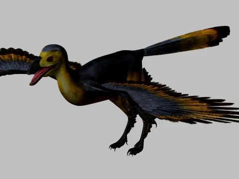 Sapeornis 3D Model