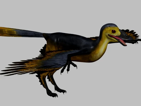 Sapeornis 3D Model