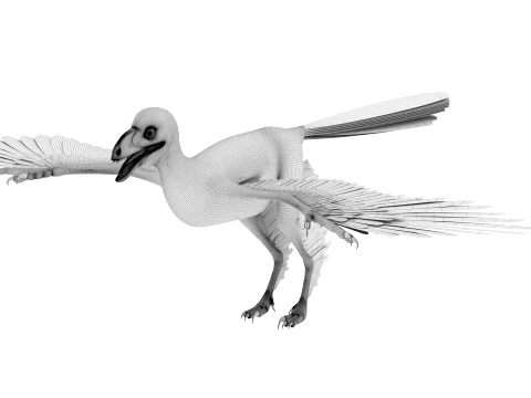Sapeornis 3D Model