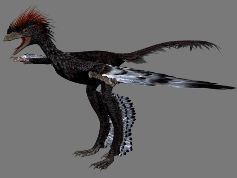 Anchiornis 3D Model