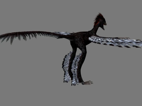 Anchiornis 3D Model
