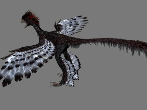 Anchiornis 3D Model
