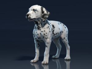 Dalmatian Puppy 3D-Modell
