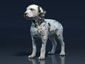 Dalmatian Puppy 3D-Modell