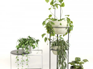 indoor plants 3D Model